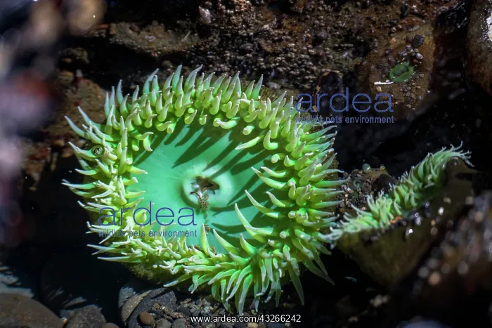 : Tide pool with Giant Green Sea Anemone (Anthopleura : Tide pool with Giant Green Sea Anemone (Anthopleura