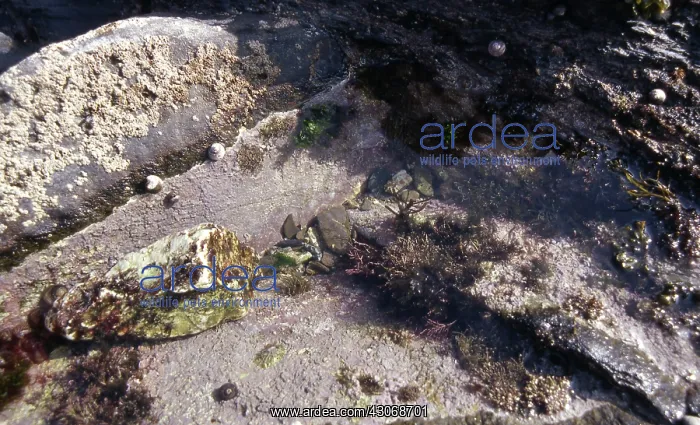 : Tide-pool Organisms : Tide-pool Organisms