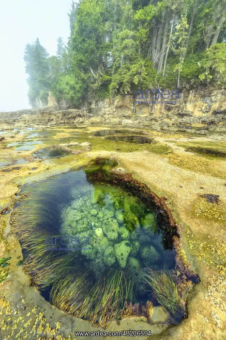 : Tide pools at low tide at the edge of the Pacific : Tide pools at low tide at the edge of the Pacific