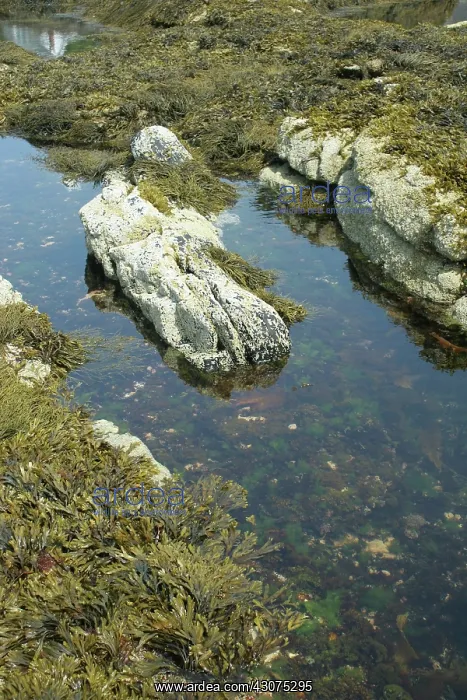  : Tidepool. A tidepool in Maine
