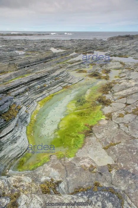 : Tidepool at low tide : Tidepool at low tide
