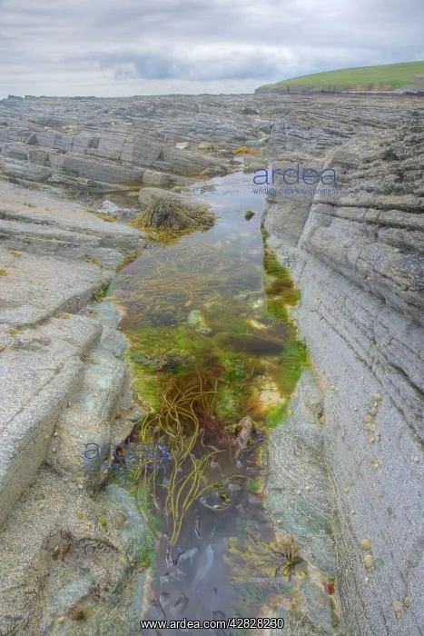 : Tidepool at low tide : Tidepool at low tide