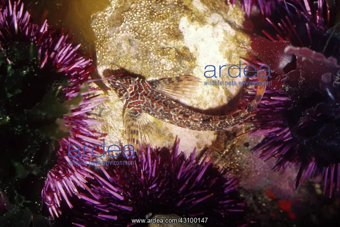  : Tidepool Sculpin