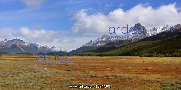  : Tierra del Fuego - mountain range and extensive bog