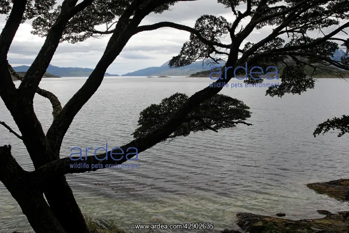 : Tierra del Fuego National Park : Tierra del Fuego National Park