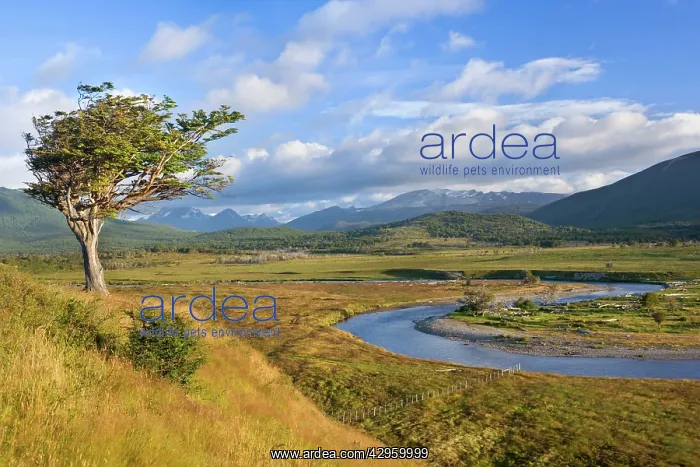 : Tierra del Fuego - windswept tree standing on a : Tierra del Fuego - windswept tree standing on a