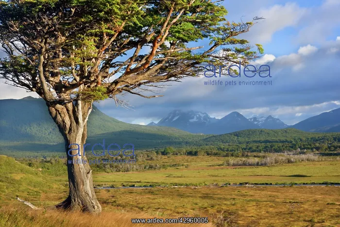 : Tierra del Fuego - windswept tree standing on a : Tierra del Fuego - windswept tree standing on a