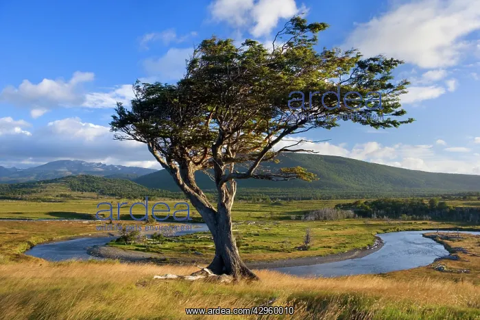  : Tierra del Fuego - windswept tree standing on a
