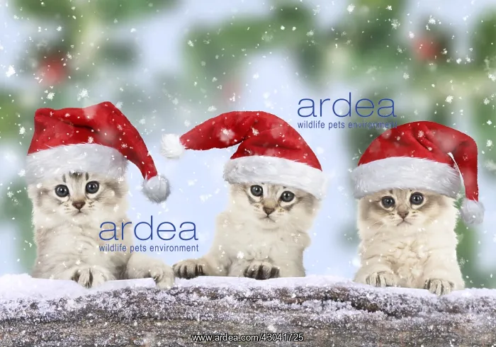 : Tiffali Cats (Tiffali = x Somali & Tiffanie) : Tiffali Cats (Tiffali = x Somali & Tiffanie)