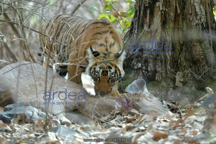 : Tiger - 10 month old cub on sambar kill : Tiger - 10 month old cub on sambar kill