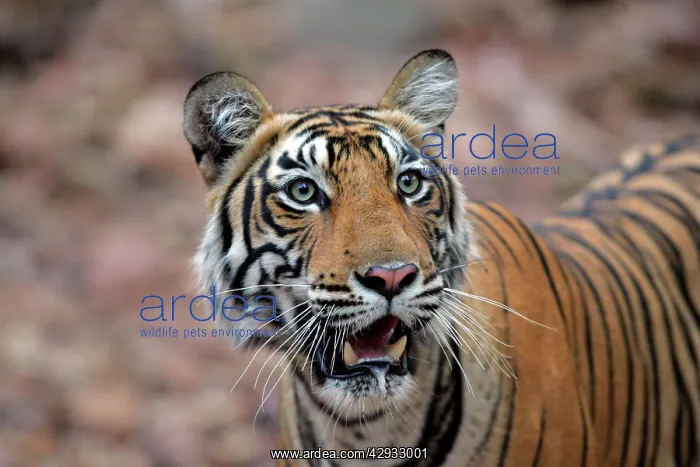 : Tiger - 16 month-old female, showing markings : Tiger - 16 month-old female, showing markings
