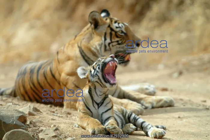 : Tiger - 3 month-old cub yawning in front of tigress : Tiger - 3 month-old cub yawning in front of tigress