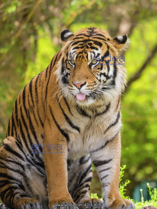 : Tiger : Tiger