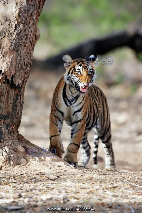 : Tiger - 9 month-old cub smelling another tigers scent : Tiger - 9 month-old cub smelling another tigers scent