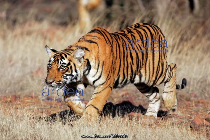 : Tiger - 9 month-old cub stalking : Tiger - 9 month-old cub stalking