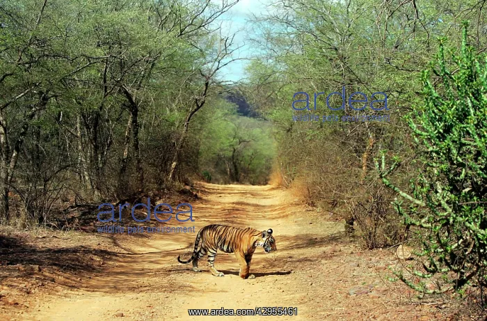 : Tiger - 9 month-old cub walking across forest track : Tiger - 9 month-old cub walking across forest track