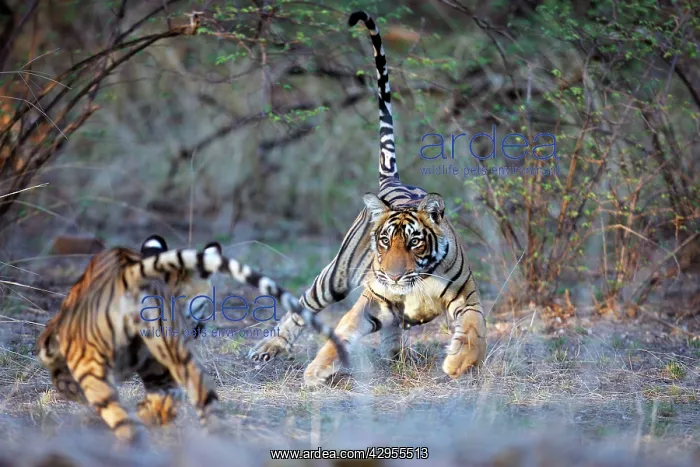 : Tiger - Two 9 month-old cubs playing : Tiger - Two 9 month-old cubs playing
