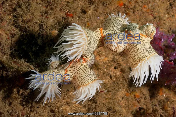 : Tiger anemone, gorgonian wrapper (Nemanthus anna : Tiger anemone, gorgonian wrapper (Nemanthus anna