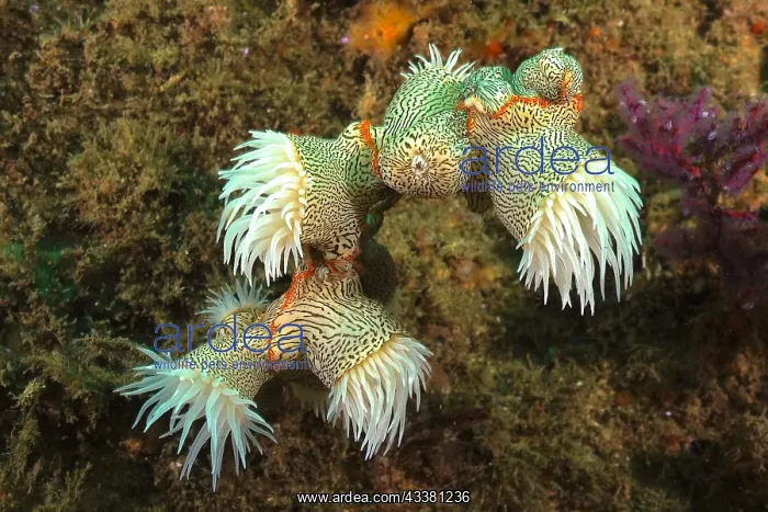 : Tiger anemone, gorgonian wrapper (Nemanthus annamensis) : Tiger anemone, gorgonian wrapper (Nemanthus annamensis)