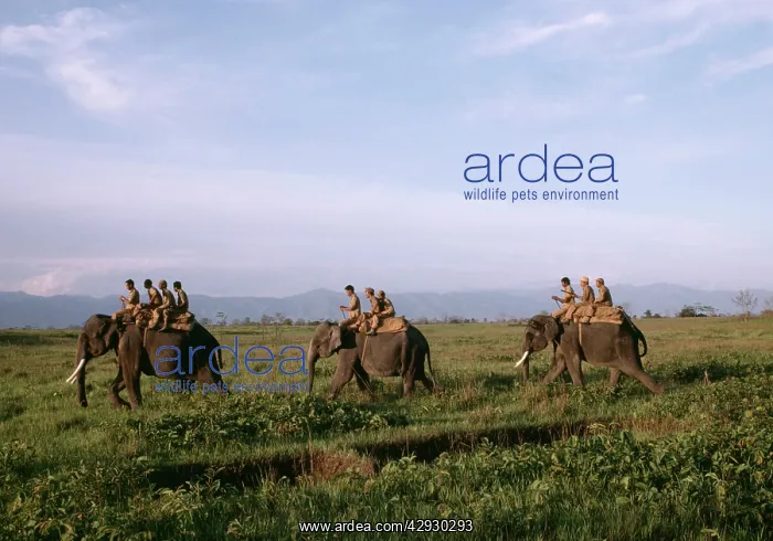 : Tiger - Anti-poaching patrol on Indian / Asian Elephant : Tiger - Anti-poaching patrol on Indian / Asian Elephant