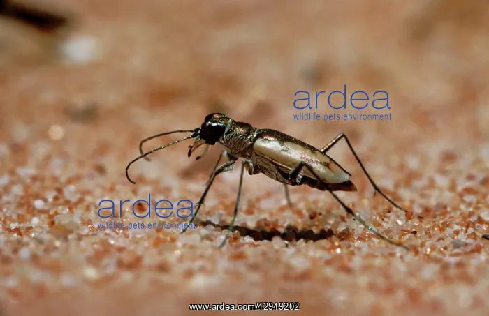 : Tiger Beetle : Tiger Beetle