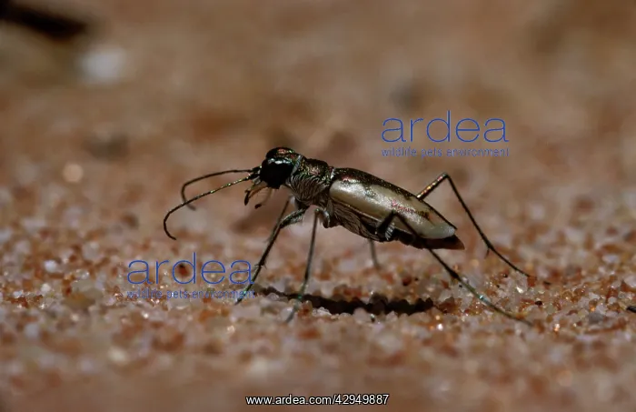 : Tiger beetle : Tiger beetle