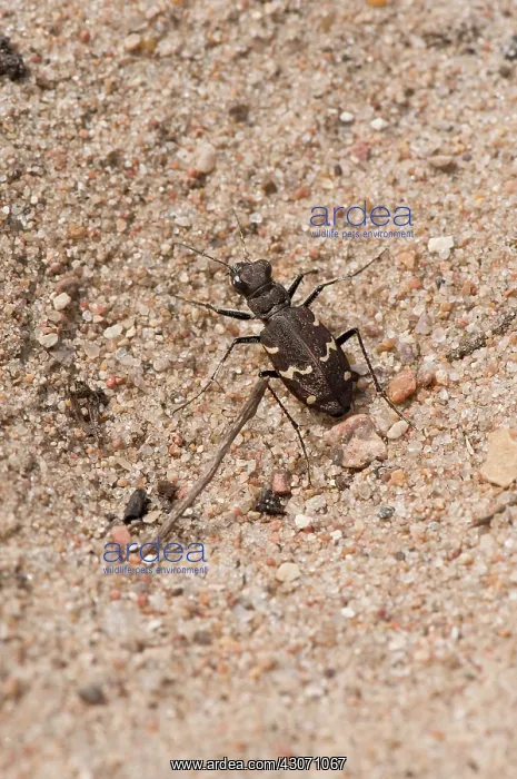 : Tiger Beetle (Cicindela sylvatica). Melby Overdrev : Tiger Beetle (Cicindela sylvatica). Melby Overdrev