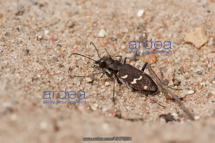: Tiger Beetle (Cicindela sylvatica). Melby Overdrev : Tiger Beetle (Cicindela sylvatica). Melby Overdrev