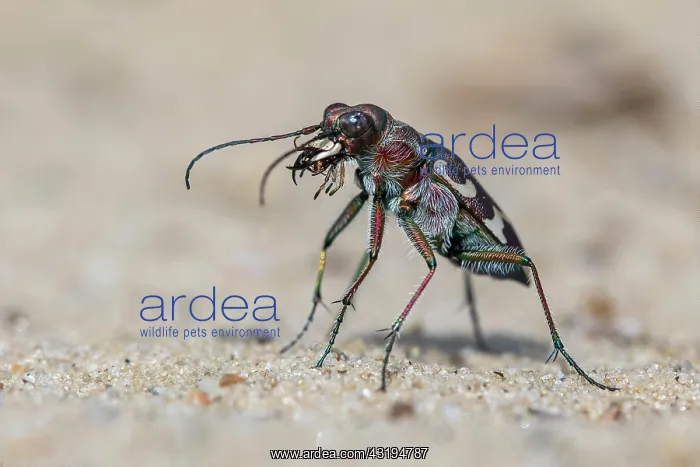 : Tiger beetle (Cicindelinae) Biosphere Reserve Mittelelbe : Tiger beetle (Cicindelinae) Biosphere Reserve Mittelelbe