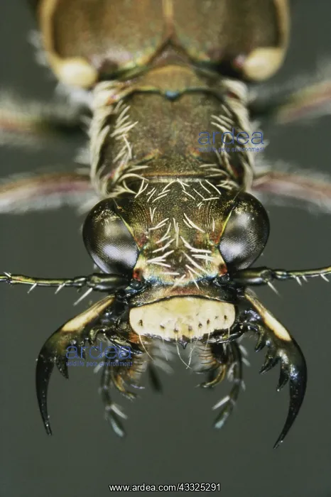 : Tiger Beetle Eyes : Tiger Beetle Eyes