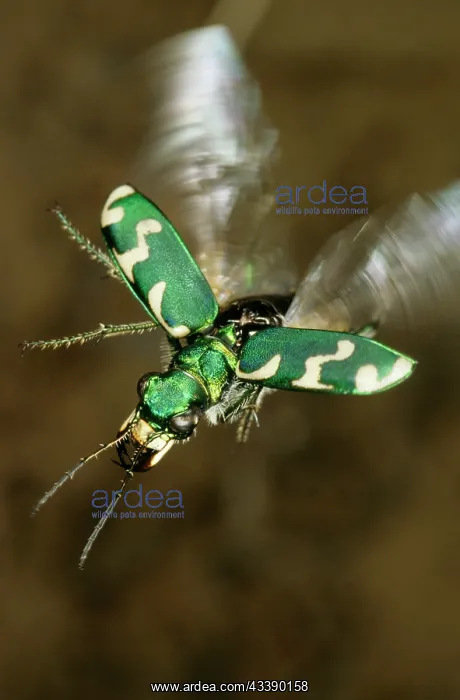 : Tiger beetle in flight : Tiger beetle in flight