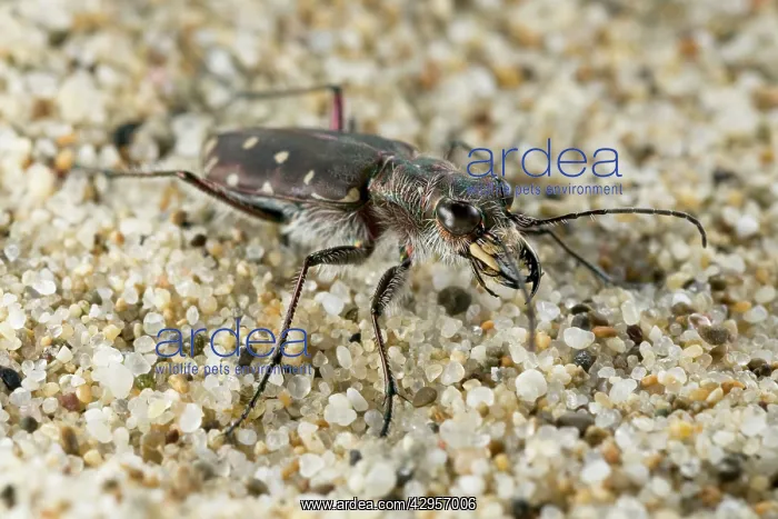 : Tiger Beetle - in habitat : Tiger Beetle - in habitat