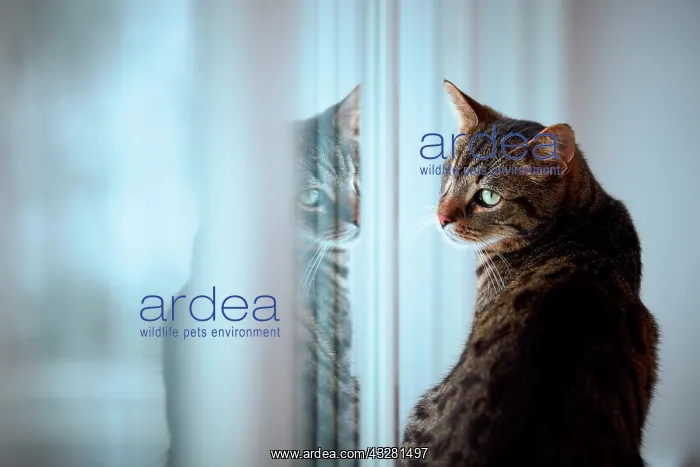 : Tiger cat (Felis silvestris catus) sits at window : Tiger cat (Felis silvestris catus) sits at window