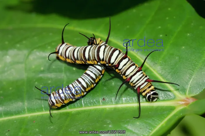 : Tiger Caterpillars : Tiger Caterpillars