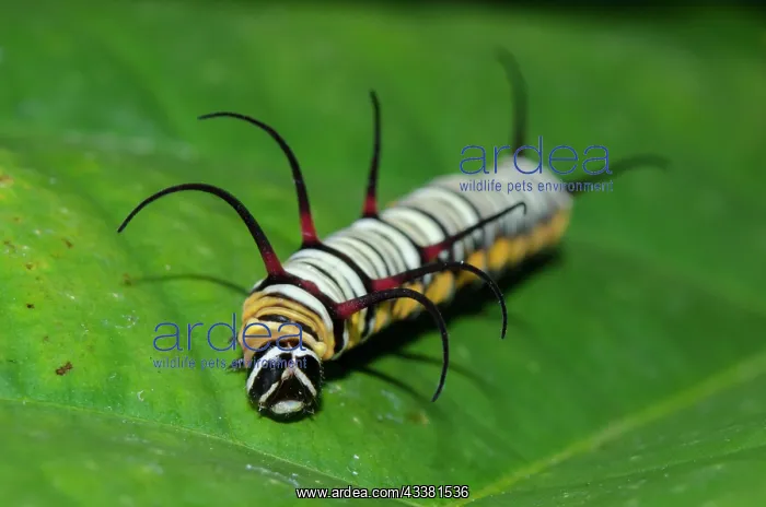 : Tiger Caterpillars : Tiger Caterpillars