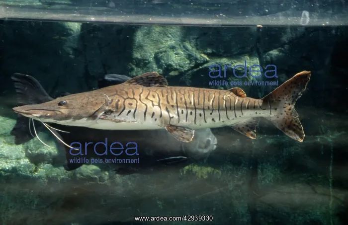 : Tiger CATFISH : Tiger CATFISH