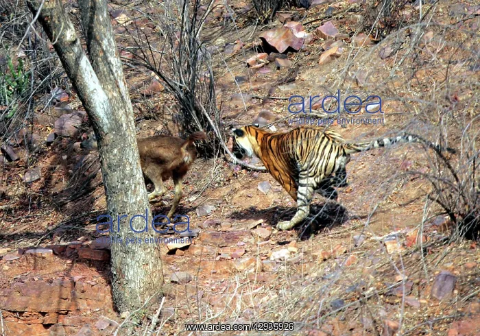 : Tiger - Chasing Sambar (Cervus unicolor) : Tiger - Chasing Sambar (Cervus unicolor)