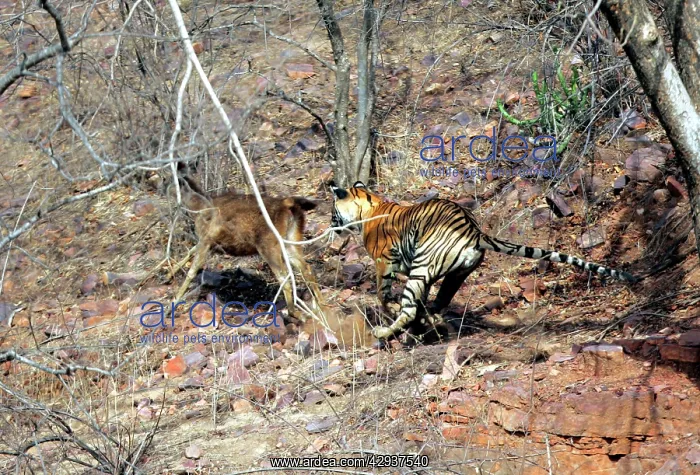 : Tiger - Chasing Sambar (Cervus unicolor) : Tiger - Chasing Sambar (Cervus unicolor)