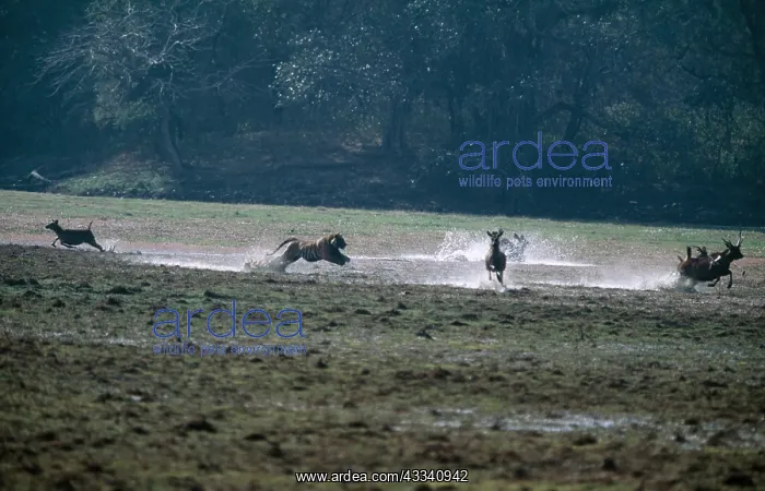  : TIGER - chasing Sambar (Cervus unicolour)