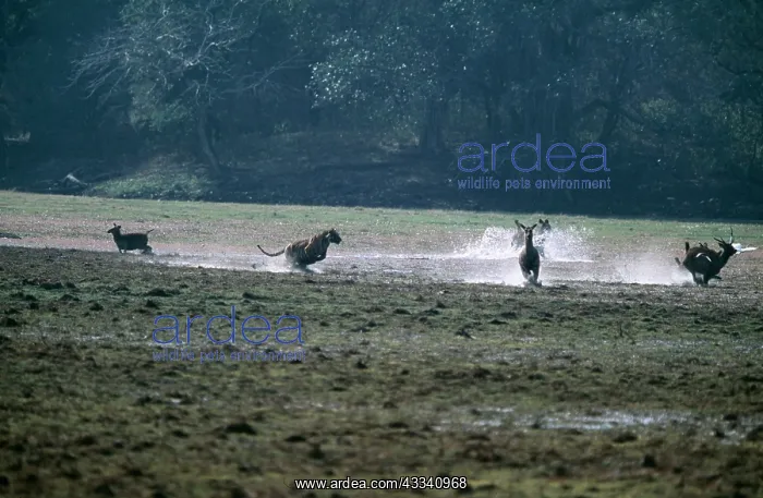 : TIGER - chasing Sambar (Cervus unicolour) : TIGER - chasing Sambar (Cervus unicolour)