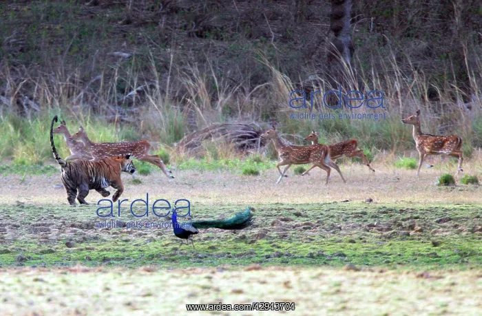 : Tiger - Chasing spotted deer (axis axis) : Tiger - Chasing spotted deer (axis axis)