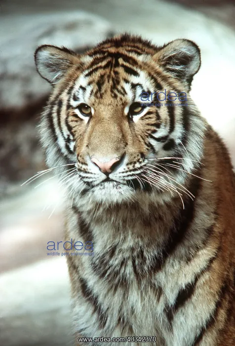: TIGER - close-up head of sub-adult : TIGER - close-up head of sub-adult
