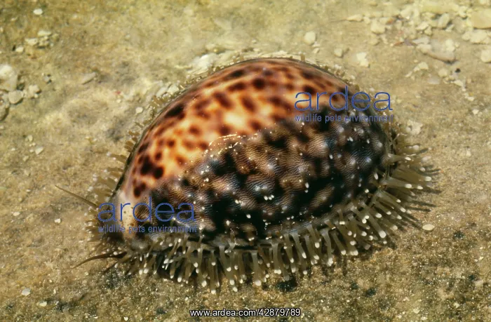 : Tiger Cowrie : Tiger Cowrie