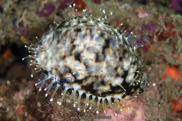 : Tiger Cowrie - on night dive : Tiger Cowrie - on night dive