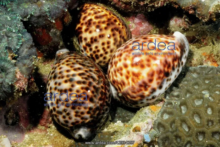 : Tiger cowries : Tiger cowries