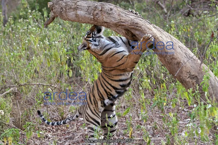 : Tiger - cub sniffing tree - NB unsheathed claws : Tiger - cub sniffing tree - NB unsheathed claws