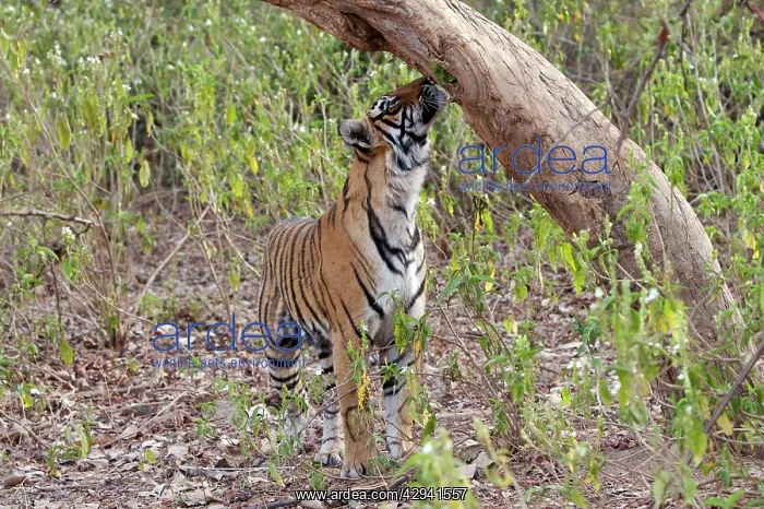 : Tiger - cub sniffing tree - Sniffing scent mark : Tiger - cub sniffing tree - Sniffing scent mark