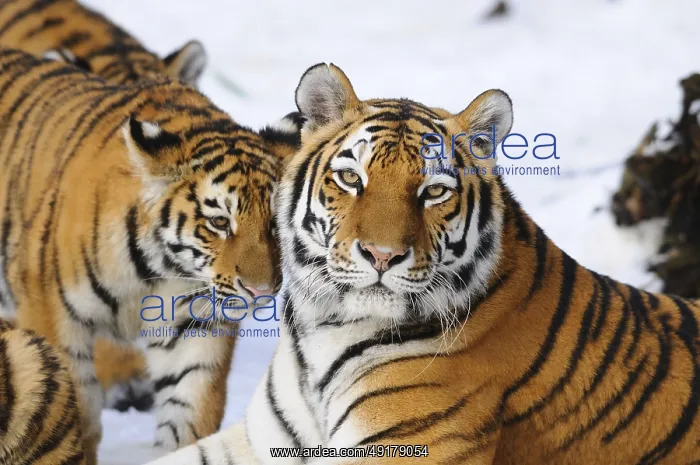 : A tiger cub and a tiger mother lie in the snow and show a harmonious coexistence : A tiger cub and a tiger mother lie in the snow and show a harmonious coexistence