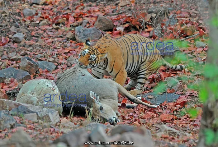 : Tiger - dragging Nilgai kill (Boselaphus tragocamelus) : Tiger - dragging Nilgai kill (Boselaphus tragocamelus)