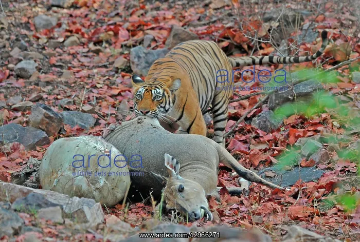 : Tiger - dragging Nilgai kill (Boselaphus tragocamelus) : Tiger - dragging Nilgai kill (Boselaphus tragocamelus)